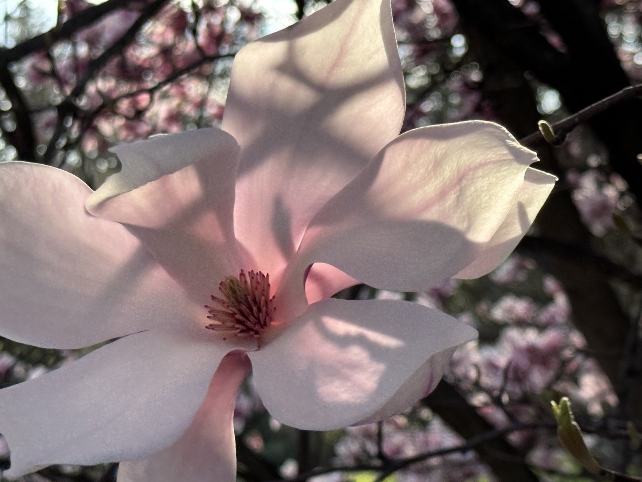 Magnolia_0.jpeg