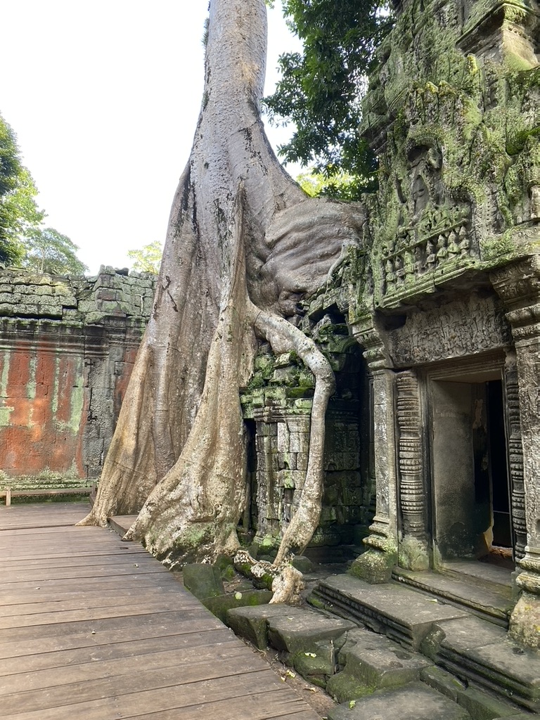 Strangler Fig Tree, Ta Prohm Temple Complex – near Siem Reap, Cambodia